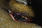 Ragactis lucida-Orbicella Montastraea annularis Bonaire Buddy Reef-12m-20180218nuit-Denis-ADER-DSC_6377_tn